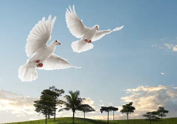 Dwa gołębie latające — Zdjęcie stockowe