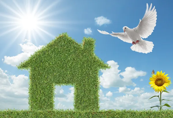 비둘기와 푸른 잔디 집 — 스톡 사진