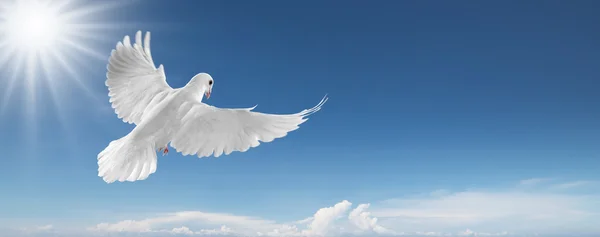 Gökyüzü beyaz güvercin — Stok fotoğraf