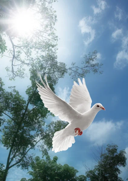Uçan beyaz güvercin — Stok fotoğraf