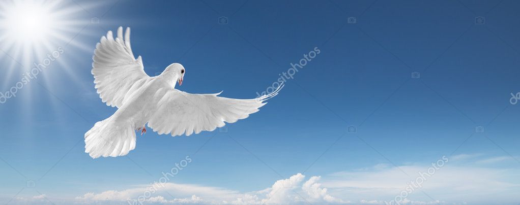 White dove in the sky — Stock Photo © ifong #9025435