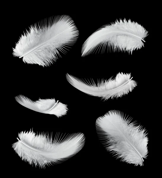 Шесть перьев — стоковое фото