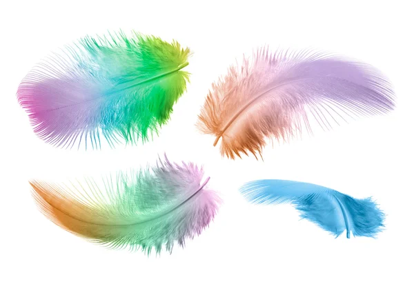 Colorful feathers — Stock Photo, Image