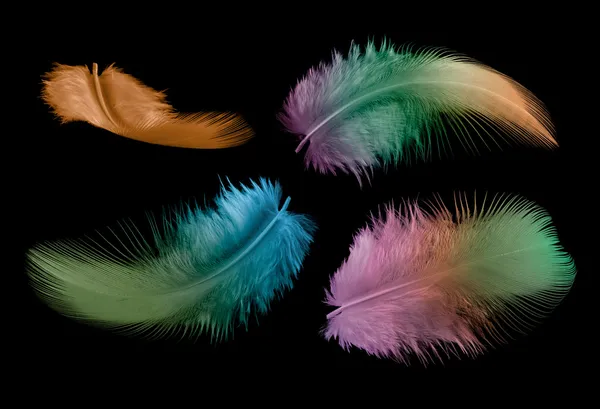 Четыре разноцветных перья — стоковое фото