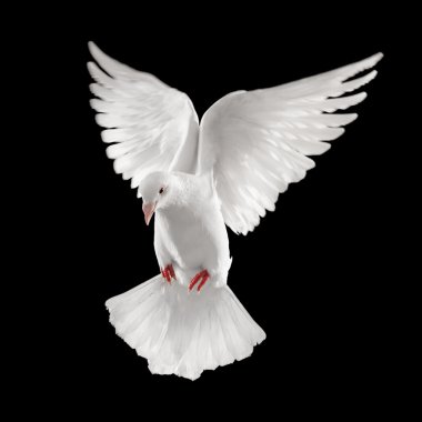 Dove clipart