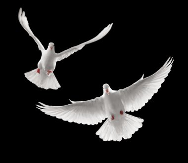 Doves flying clipart