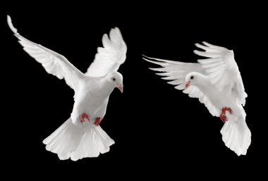 Two doves clipart