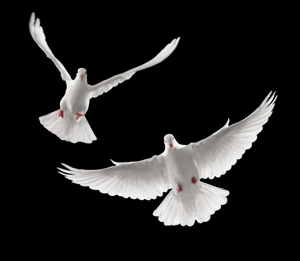 Doves flying — Stock Photo, Image