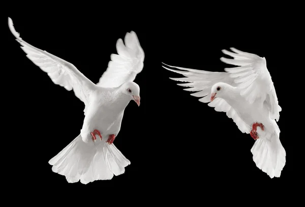 Два голубів — стокове фото