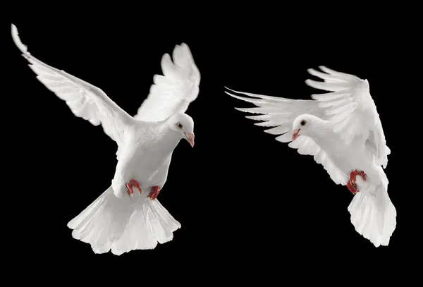 Два голубів — стокове фото