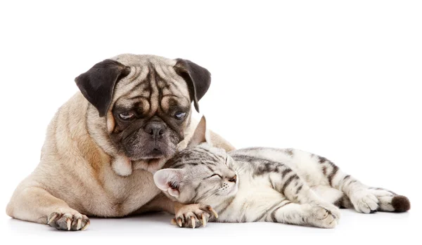 Köpek ve kedi — Stok fotoğraf