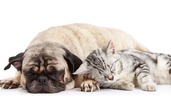 Собака и кошка — стоковое фото