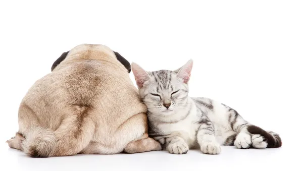 Hund und Katze — Stockfoto