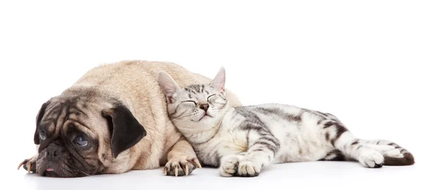 개와 고양이 스톡 이미지