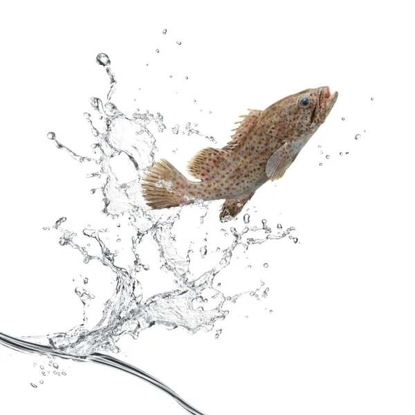 점프 물고기 — 스톡 사진