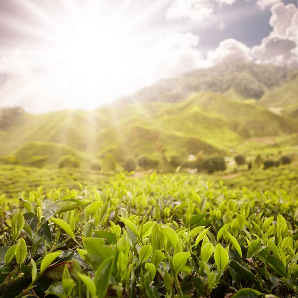 stock image Scenic of tea farm