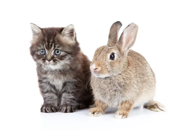 stock image Cat and rabbit