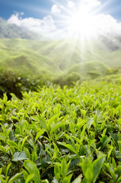 Granja de té en día soleado — Foto de Stock