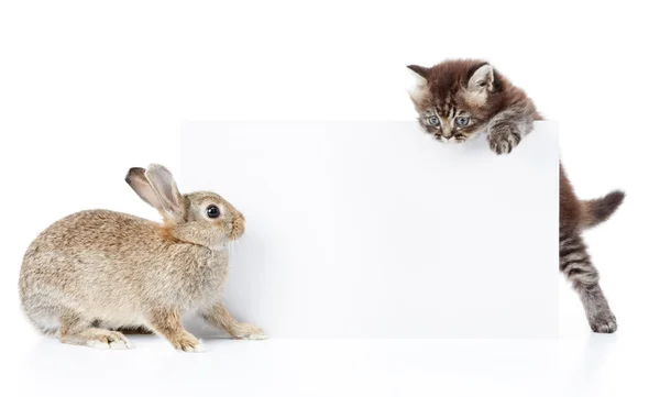 Bunny ve yavru kedi — Stok fotoğraf