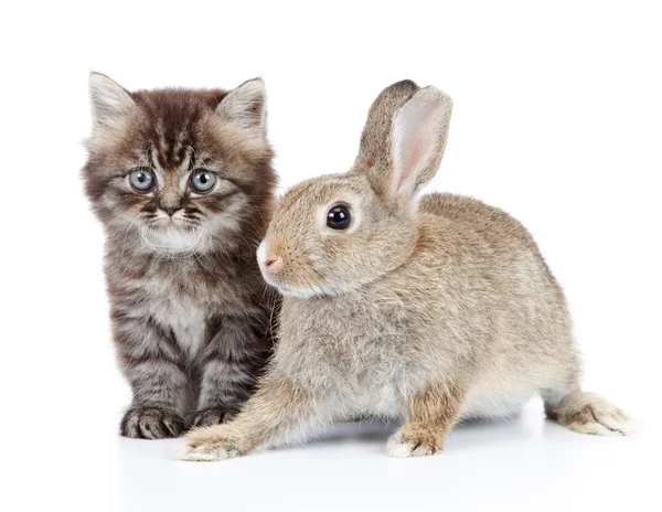 Yavru kedi ve tavşan — Stok fotoğraf