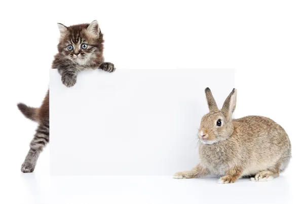 stock image Rabbit and cat