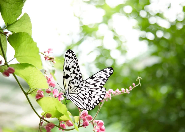 Tropischer Schmetterling — Stockfoto