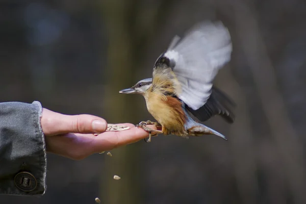 stock image Nuthatch feeds on human hand