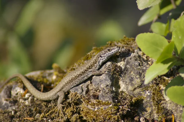 stock image Lizard on sun trap