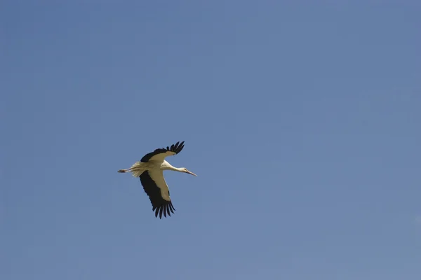 stock image Stork in flight
