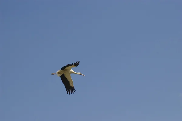 Stock image Stork in flight