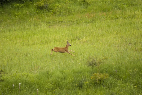 stock image Deer Roe