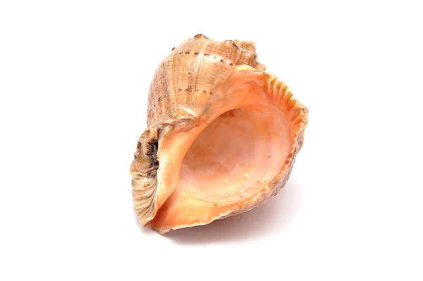 Stock image Shell on a white background