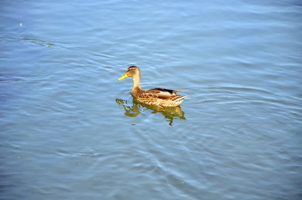 Un pato en el agua —  Fotos de Stock