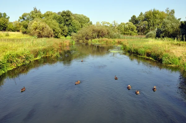 Ördekler nehirde yüzer. — Stok fotoğraf