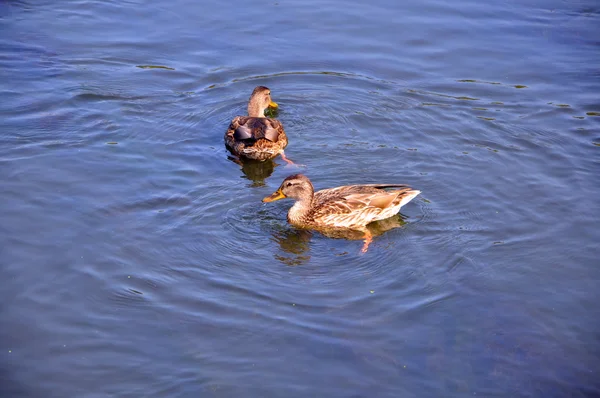 Un pato en el agua —  Fotos de Stock