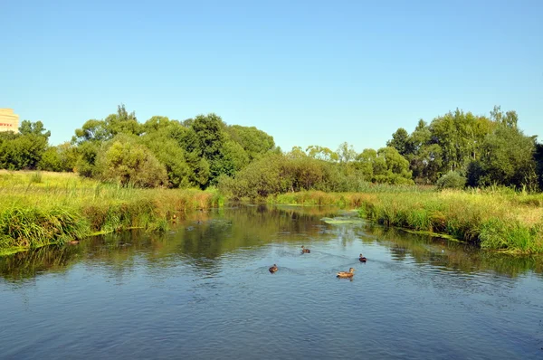 Canards nagent dans la rivière — Photo