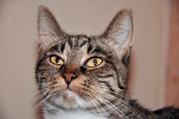 stock image Portrait of a striped cat