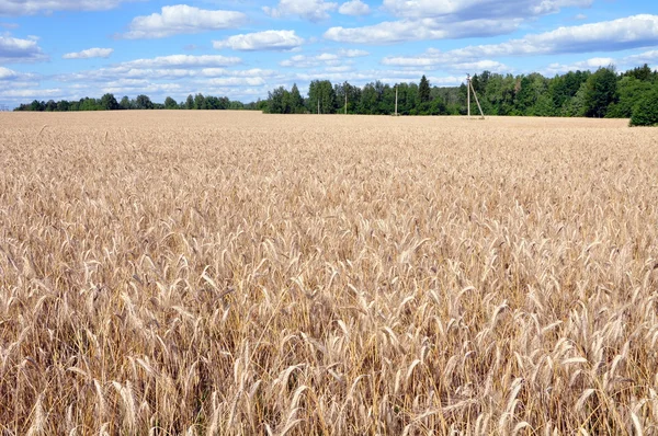 Ladang gandum emas, langit biru dan awan — Stok Foto