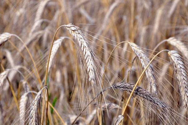 Yaz aylarında olgun buğday — Stok fotoğraf