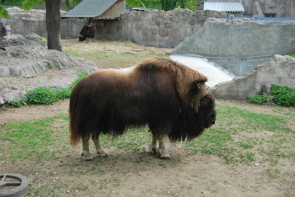 Musk-ox standing on grass — Stock Photo, Image