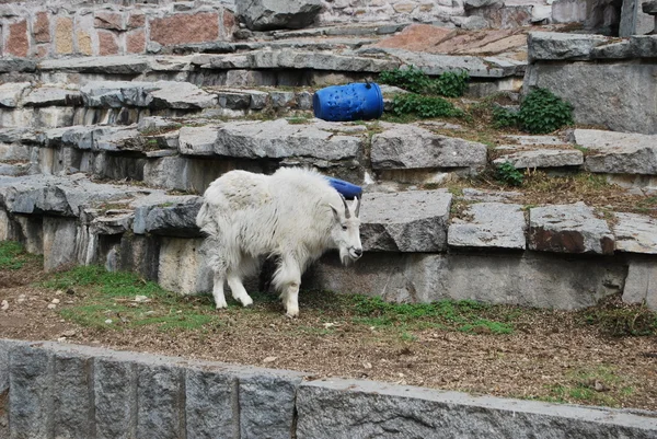 Mountain goat in Moscow zoo — Stock Photo, Image
