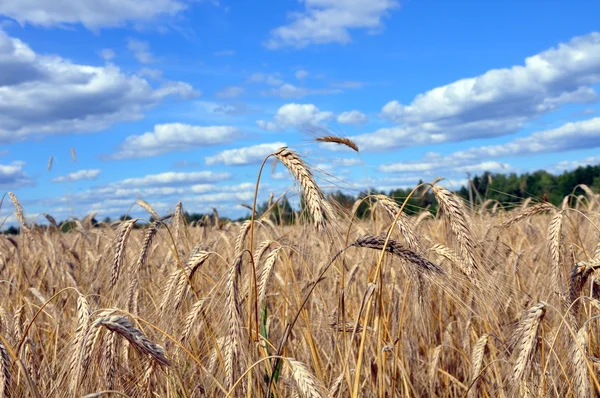 Wheaten field — Stock Photo, Image