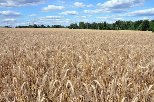 Ladang Wheaten — Stok Foto