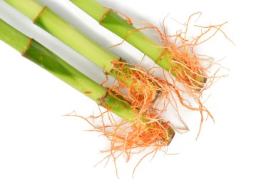 Lucky bamboo root clipart