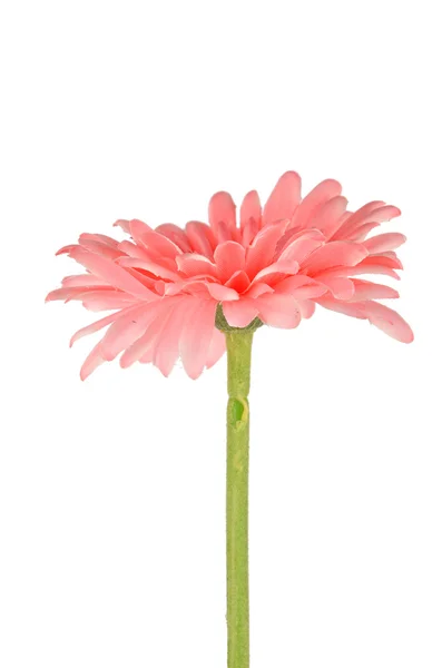 Africa chrysanthemum — Stock Photo, Image
