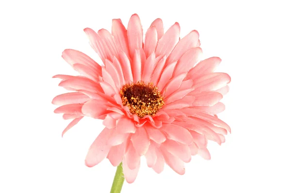 Afrika chrysant — Stockfoto