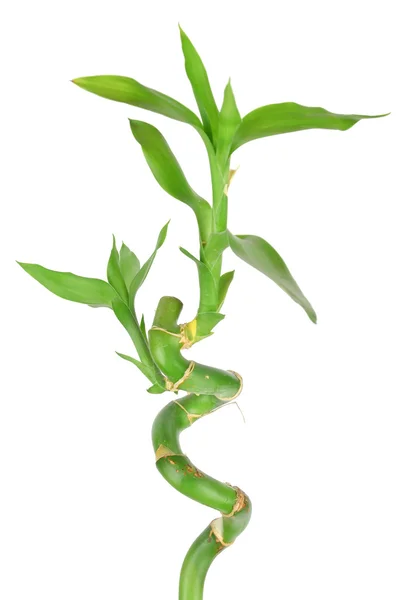 stock image Lucky bamboo