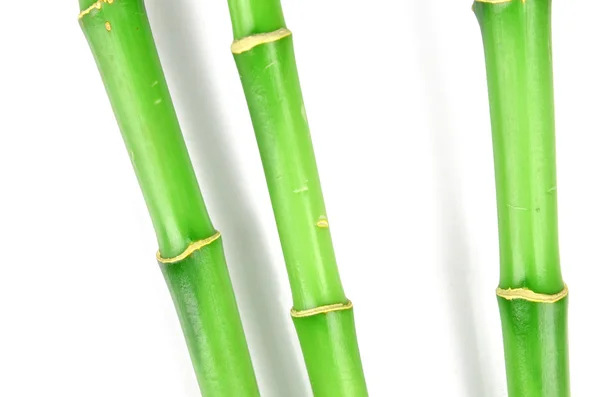 Szczęśliwy bambus — Zdjęcie stockowe