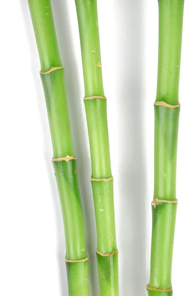 stock image Lucky bamboo