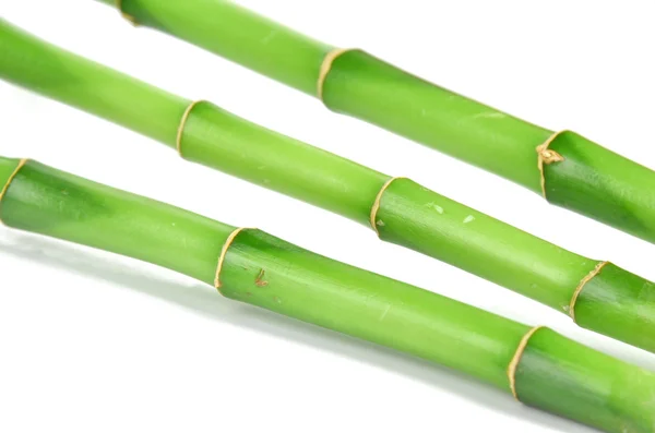 Bambù fortunato — Foto Stock